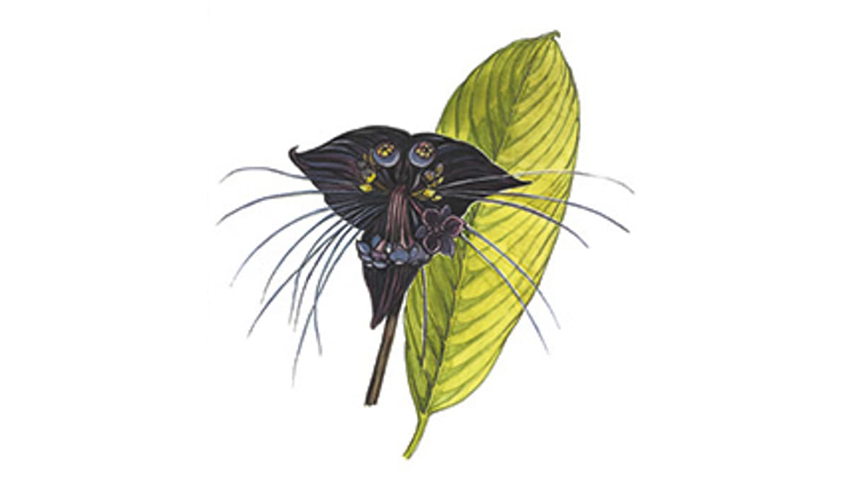Illustration Fledermausblume