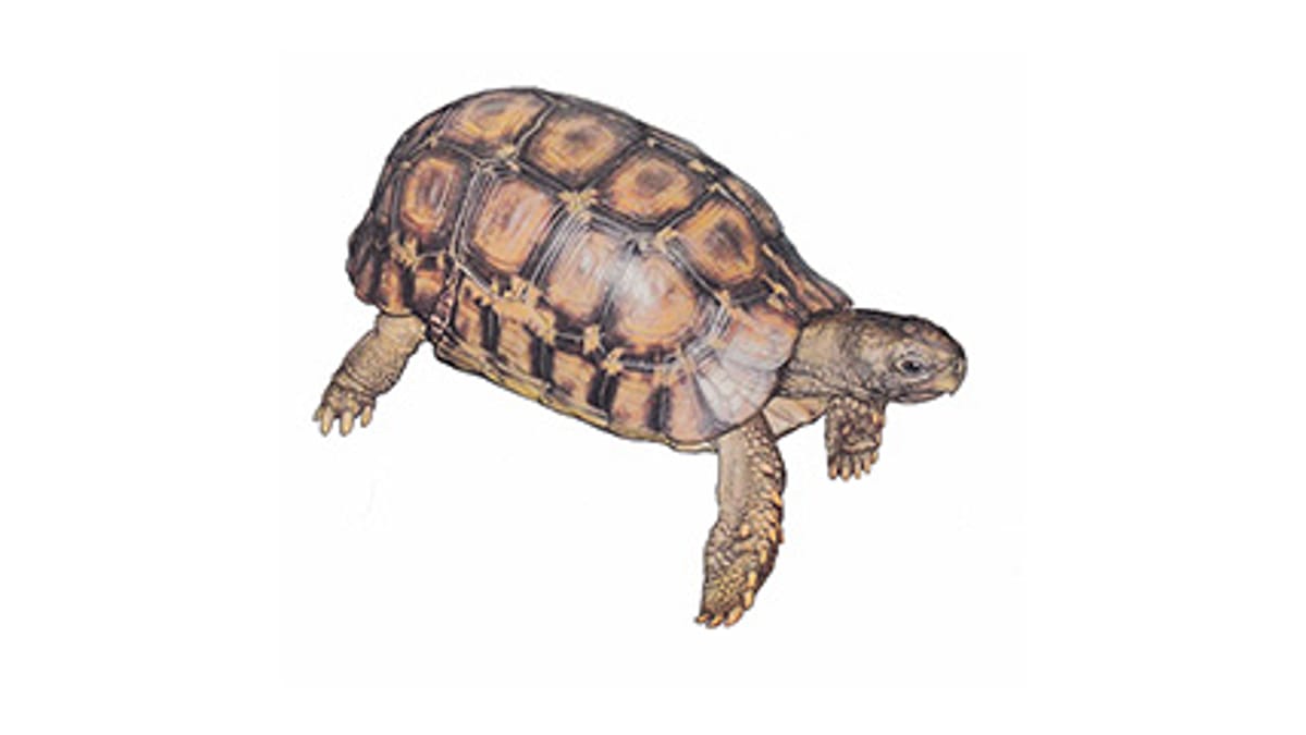 Illustration Glattrand-Gelenkschildkröte