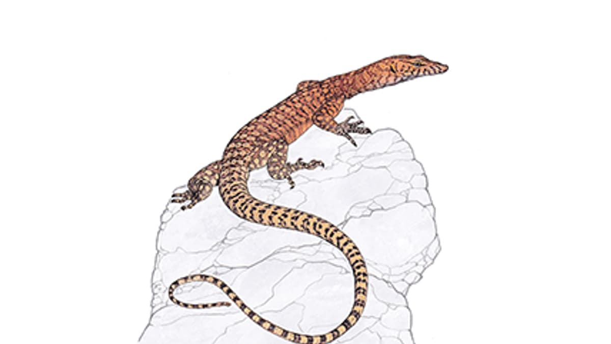 Illustration Pilbara-Felsenwaran
