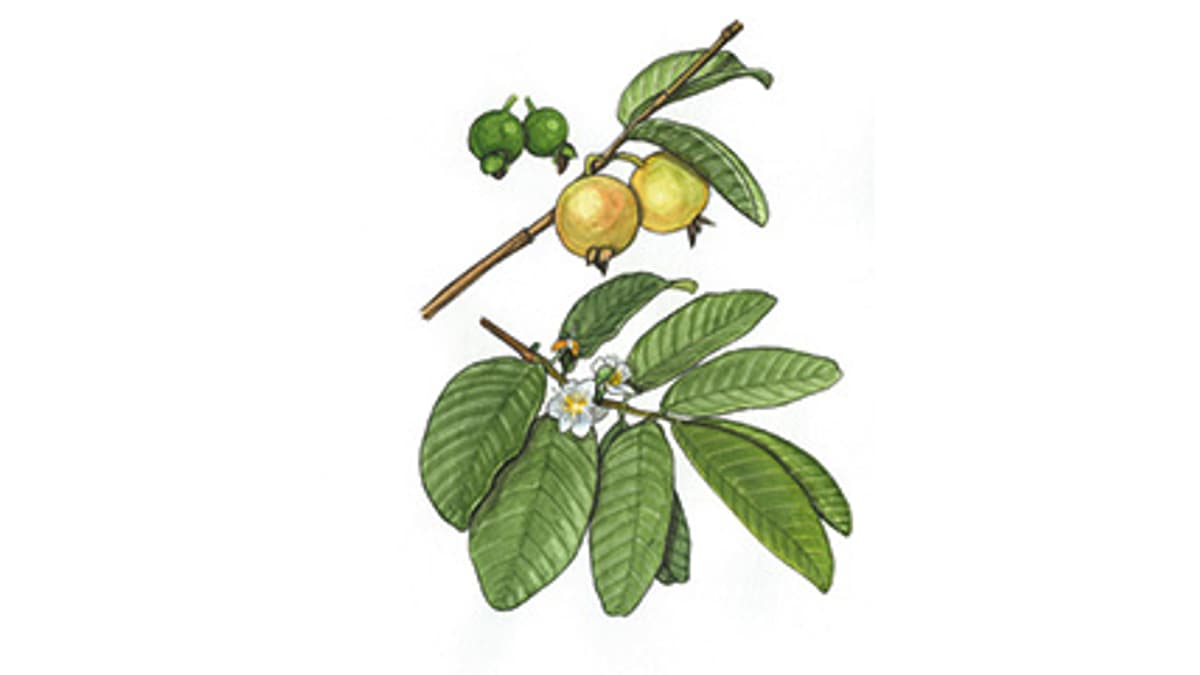 Illustration Guave