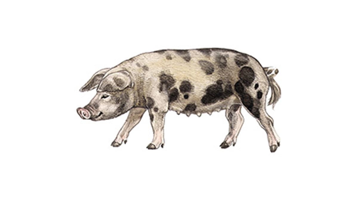 Illustration cochon de Turopolje