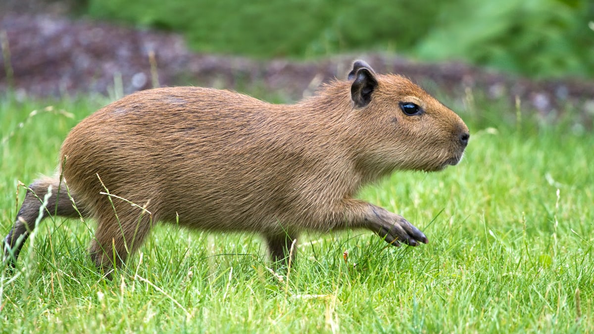 Capybara Zoo Zürich Capybara Zoo Zürich