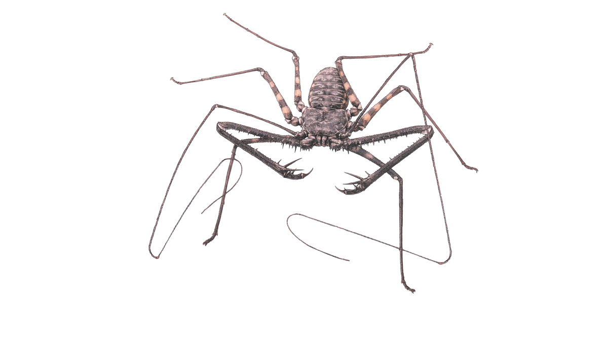 Illustration Geisselspinne