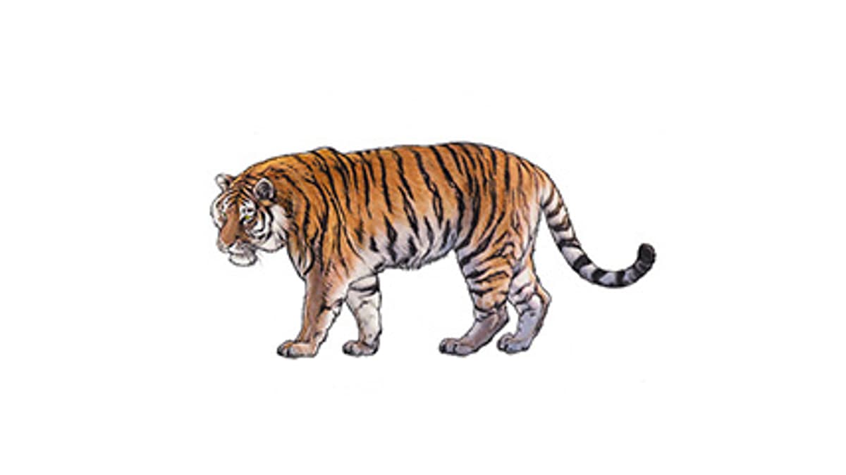 Illustration Siberian tiger