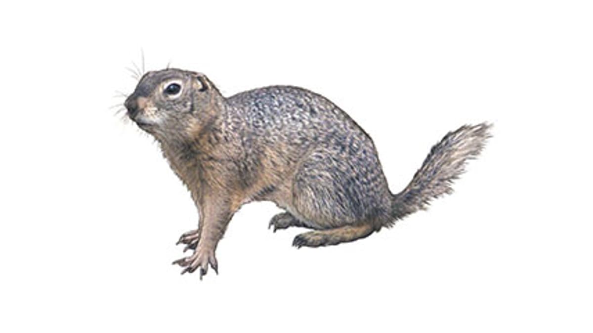 Illustration Europäischer Ziesel