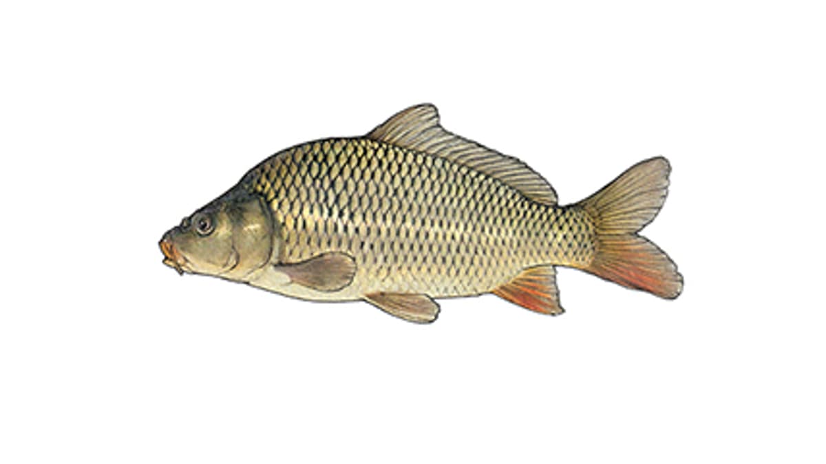 Illustration Karpfen