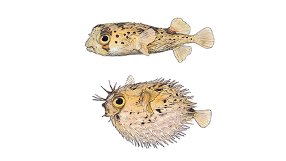 Illustration Langstachel-Igelfisch