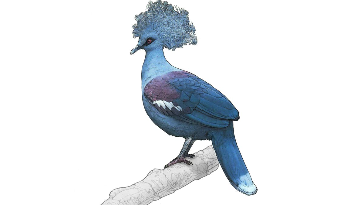 Illustration Blaubrust-Krontaube