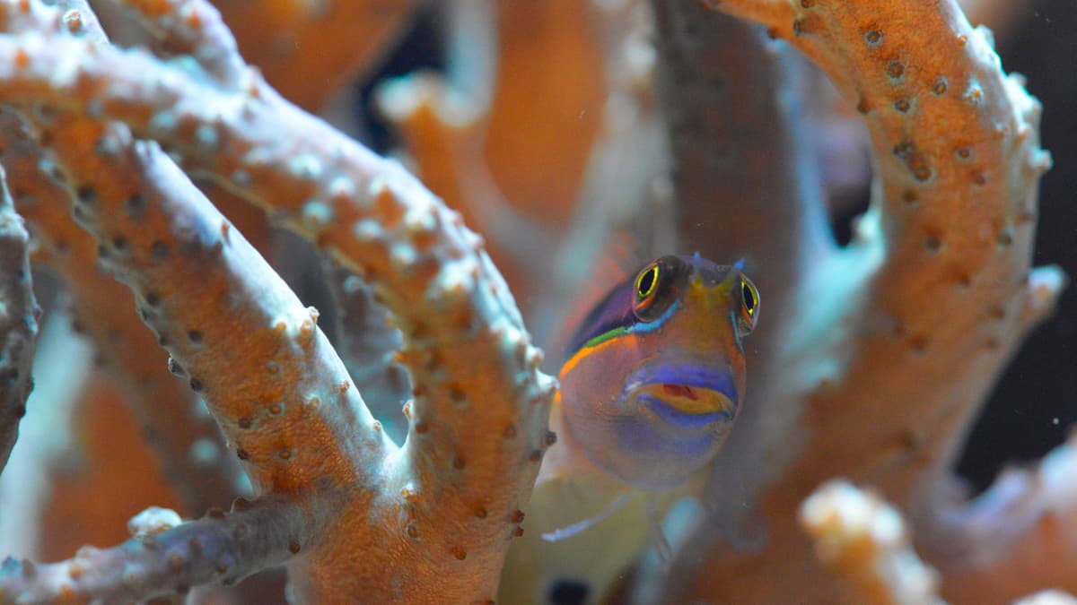 Soft corals | Zoo Zürich