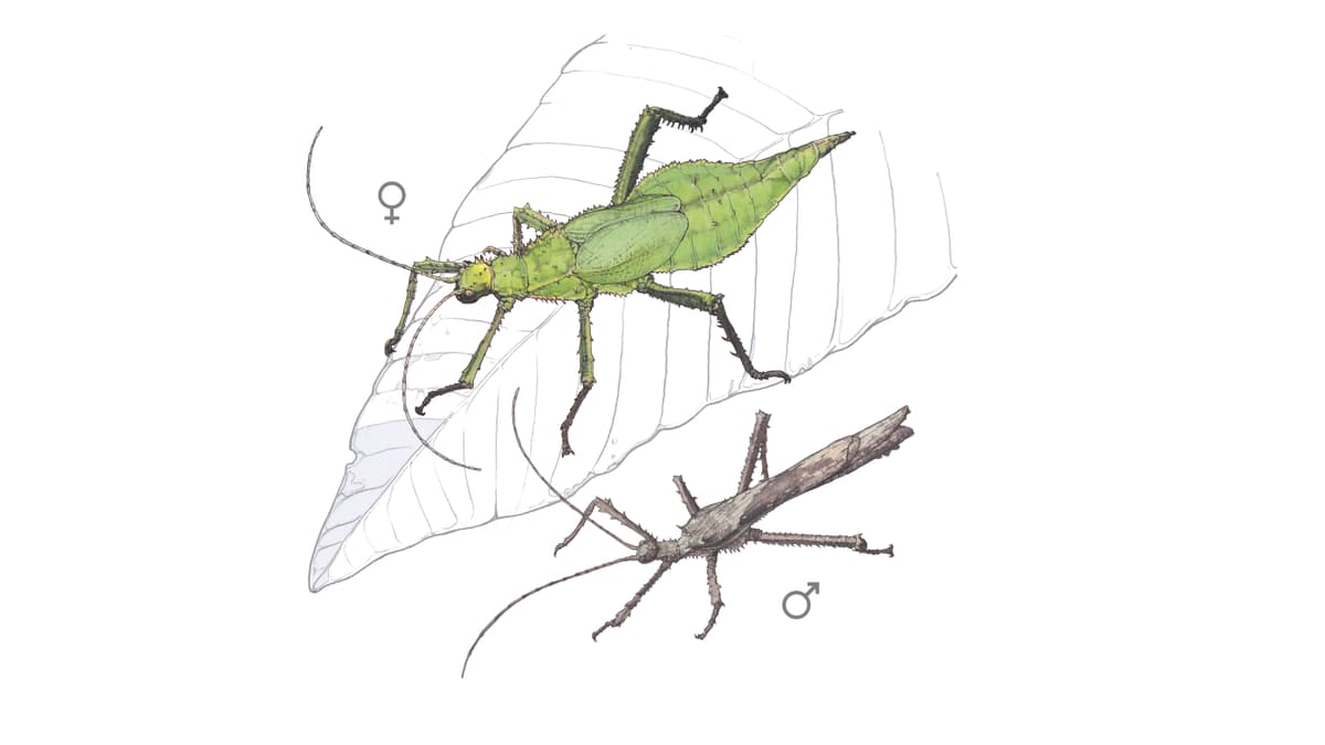 Illustration Malaiische Riesengespenstschrecke 