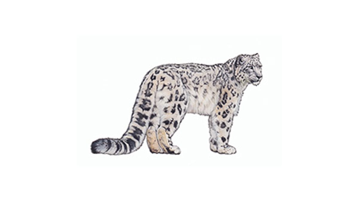 Illustration snow leopard