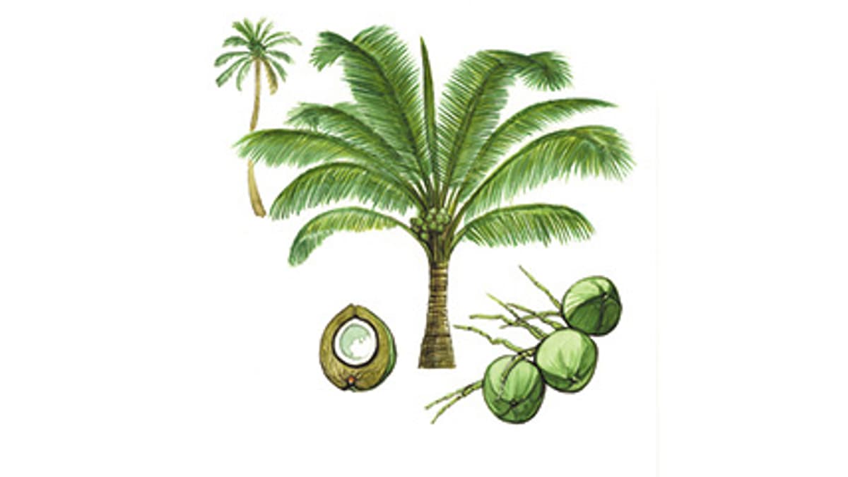 Illustration Kokospalme