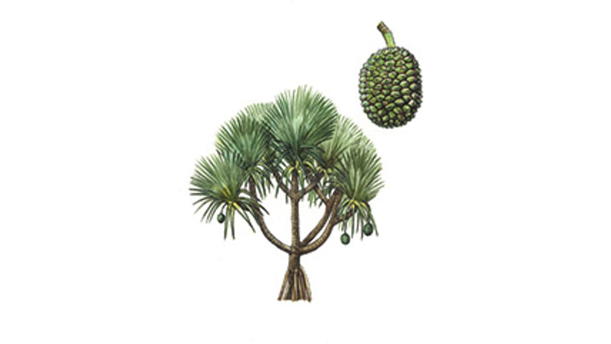 Illustration Madagaskar-Schraubenbaum