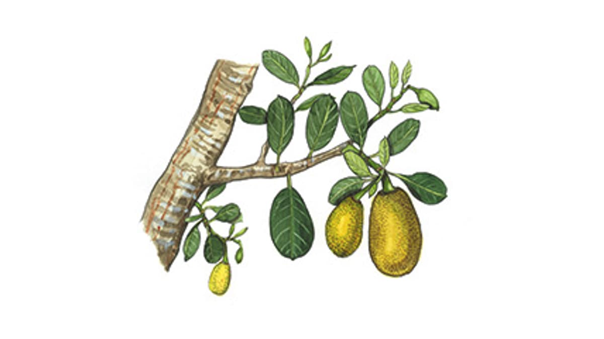 Illustration Jackfruchtbaum