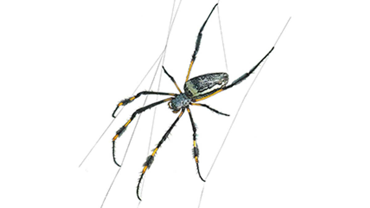 Illustration Afrikanische Seidenspinne