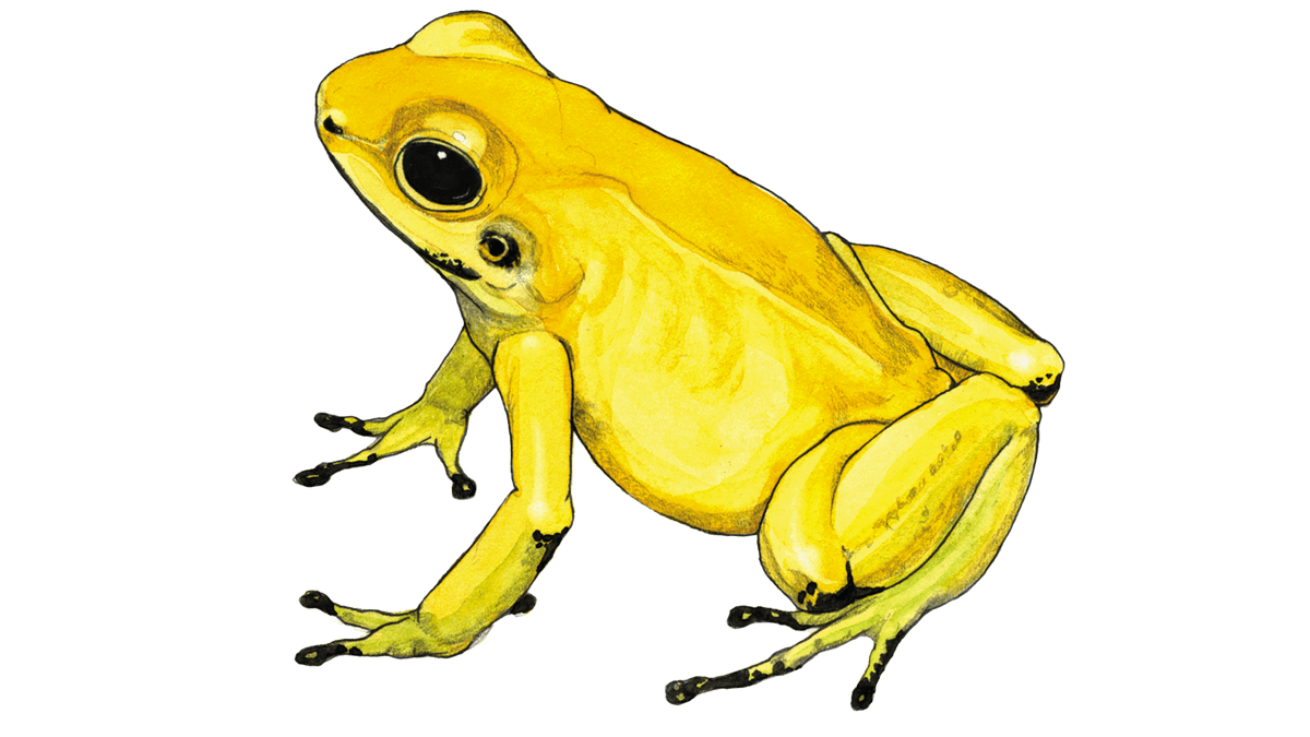 Illustration Goldener Pfeilgiftfrosch