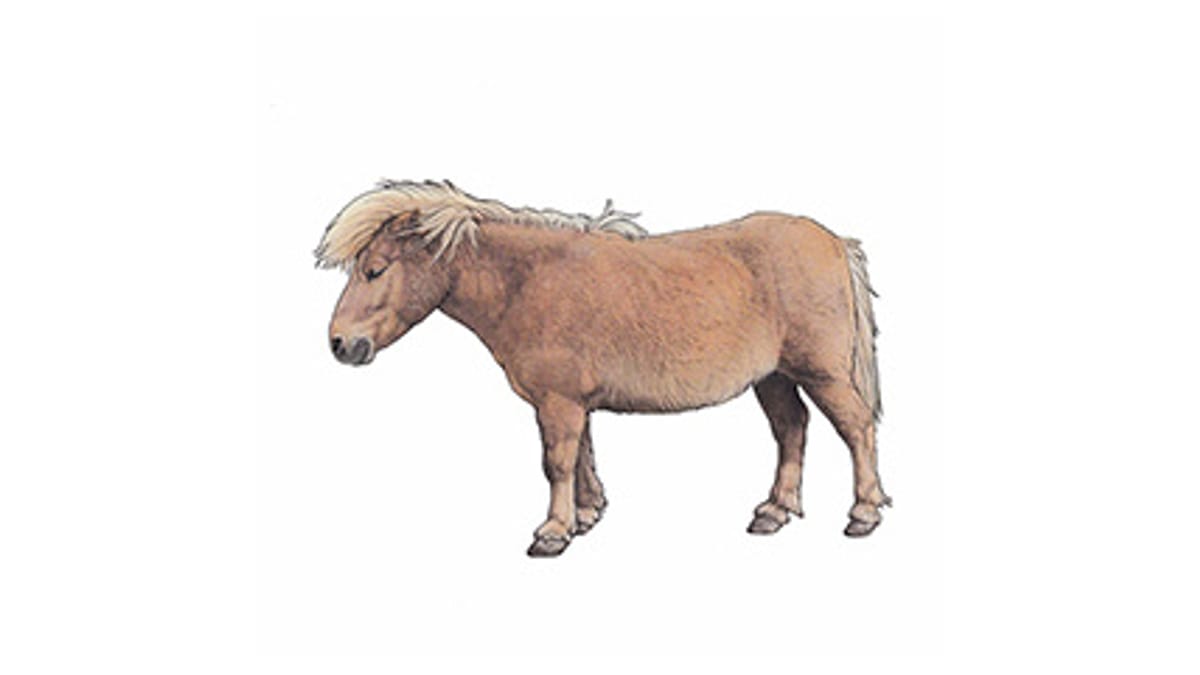 Illustration Shetland-Pony