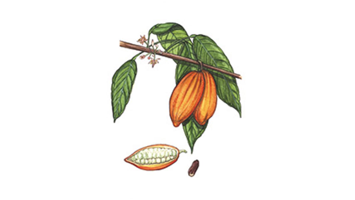Illustration Kakao