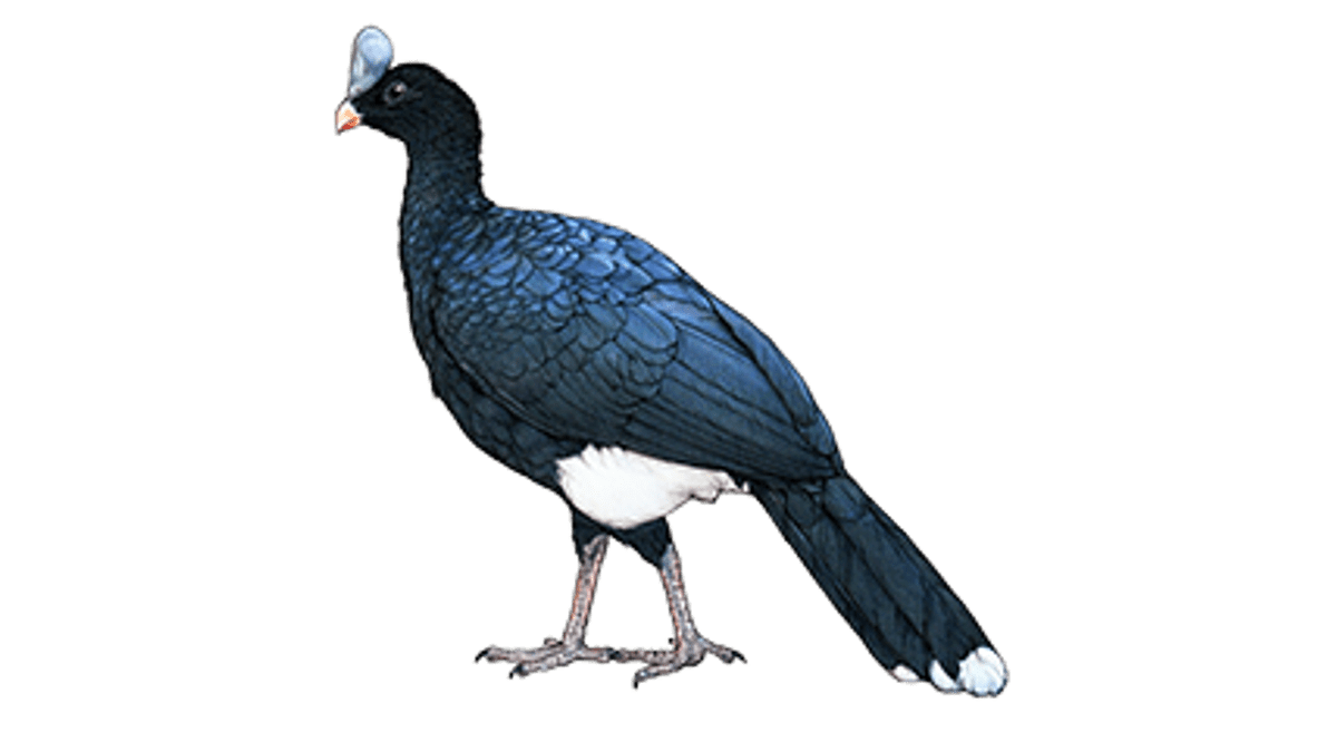 Ilustration Helmeted curassow