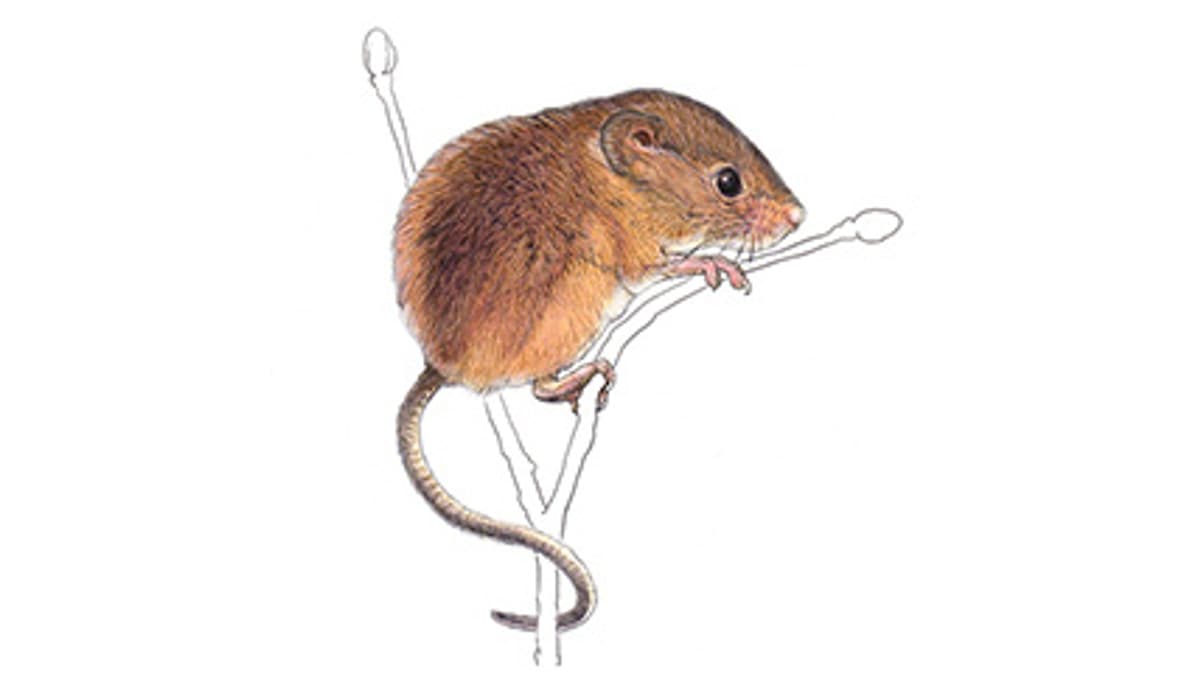 Illustration Eurasian harvest mouse