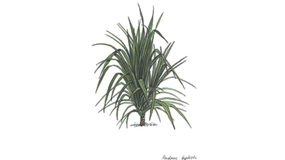 Illustration Schraubenbaum