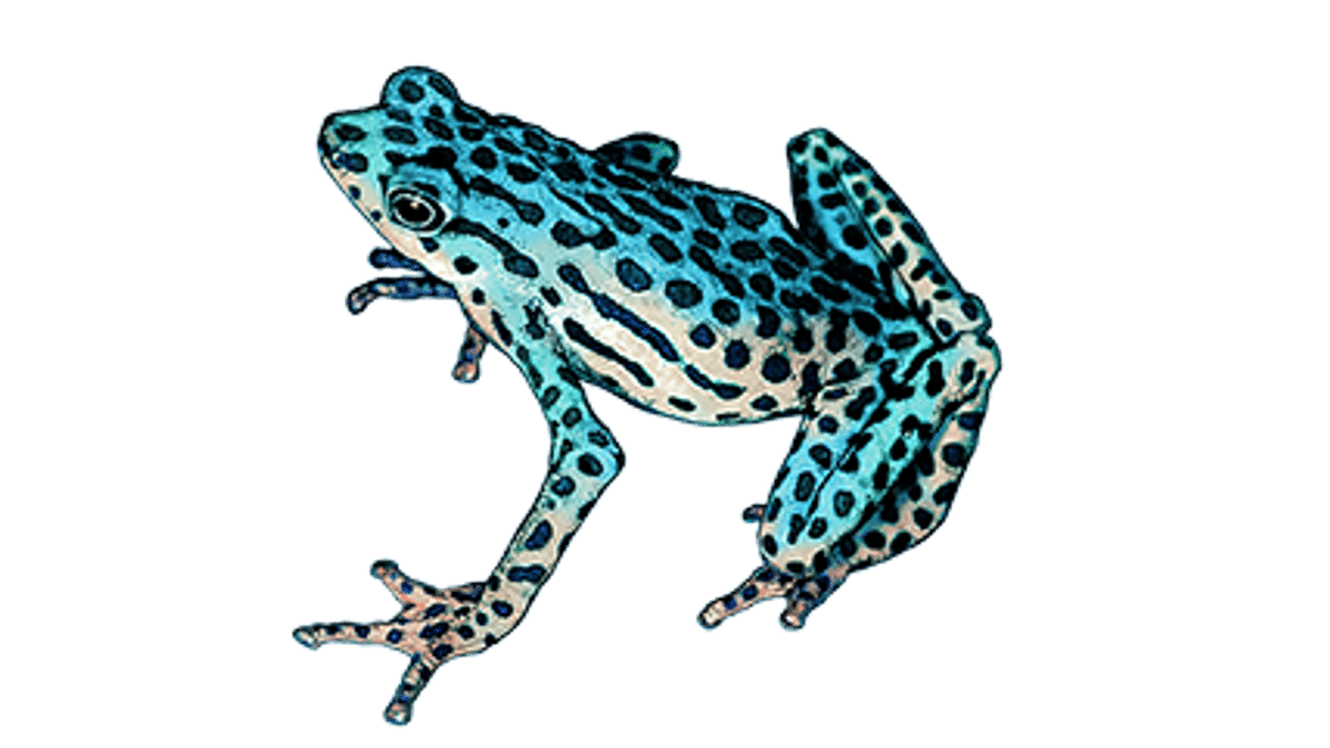 Illustration Rio-Pescado-Stummelfusskröte