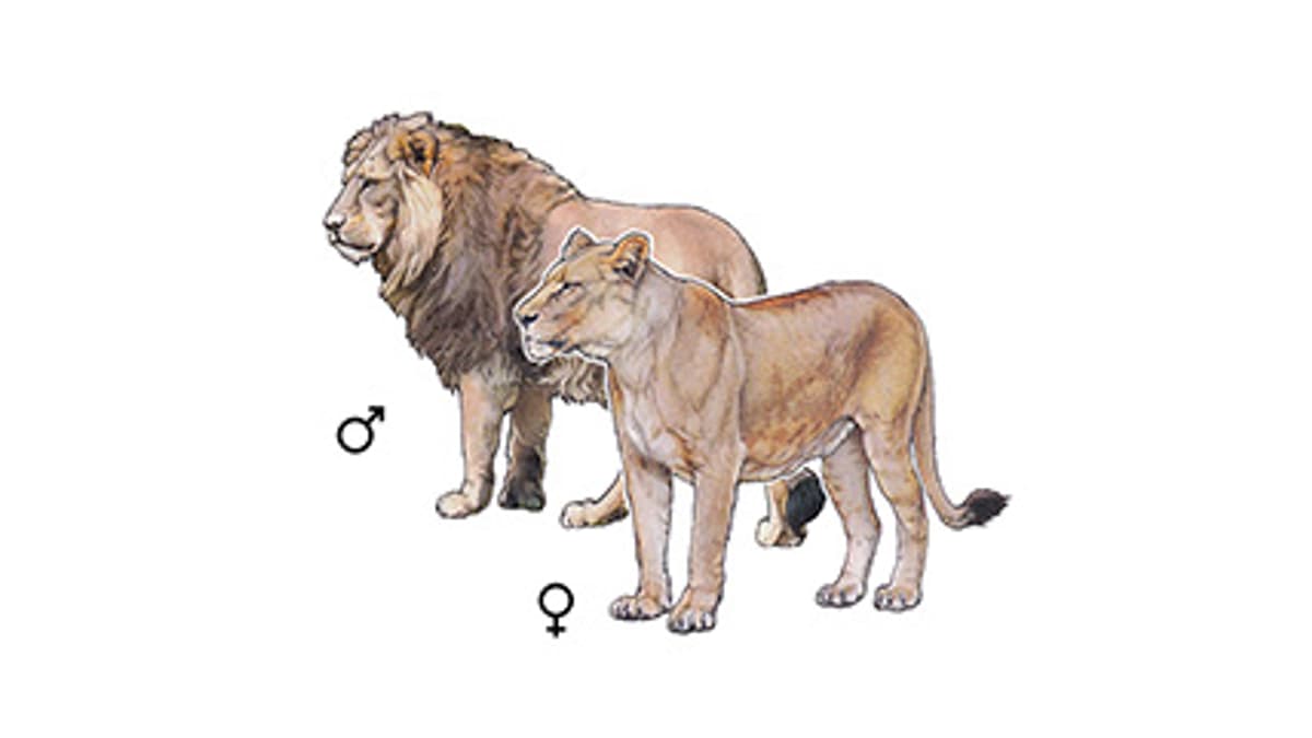 Illustration Indian lion