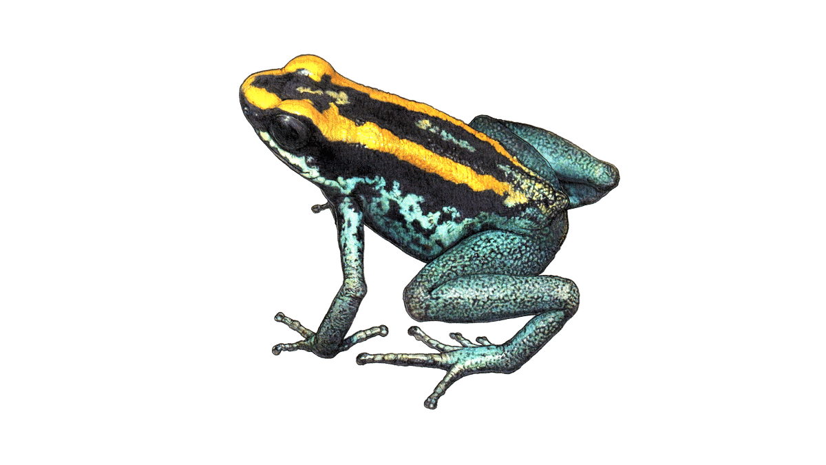 Illustration Gestreifter Blattsteiger