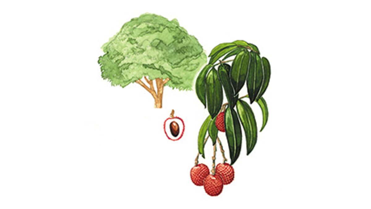 Illustration Litschibaum