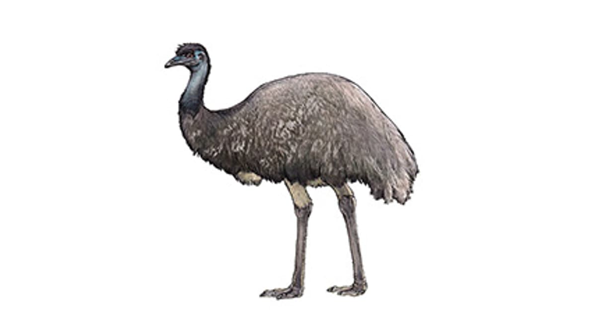 Illustration Grosser Emu