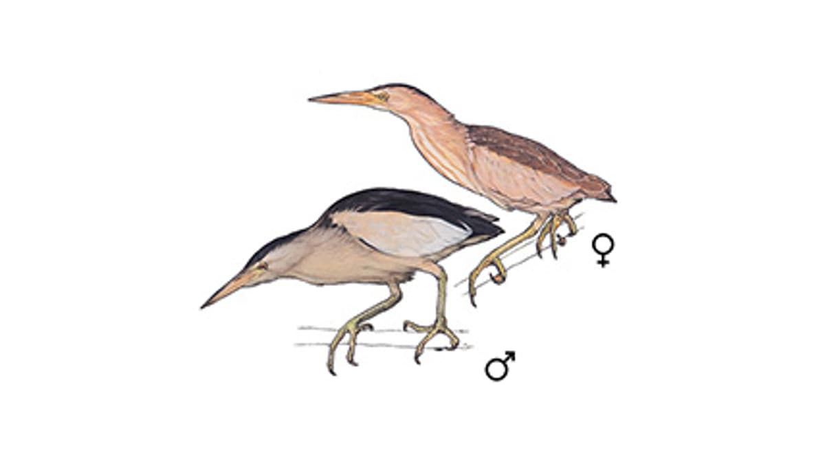 Illustration Zwergdommel