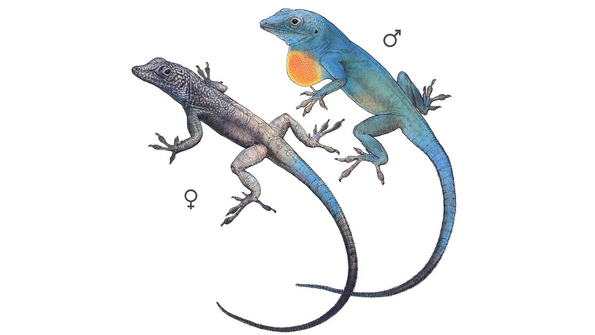 Graham-Anolis