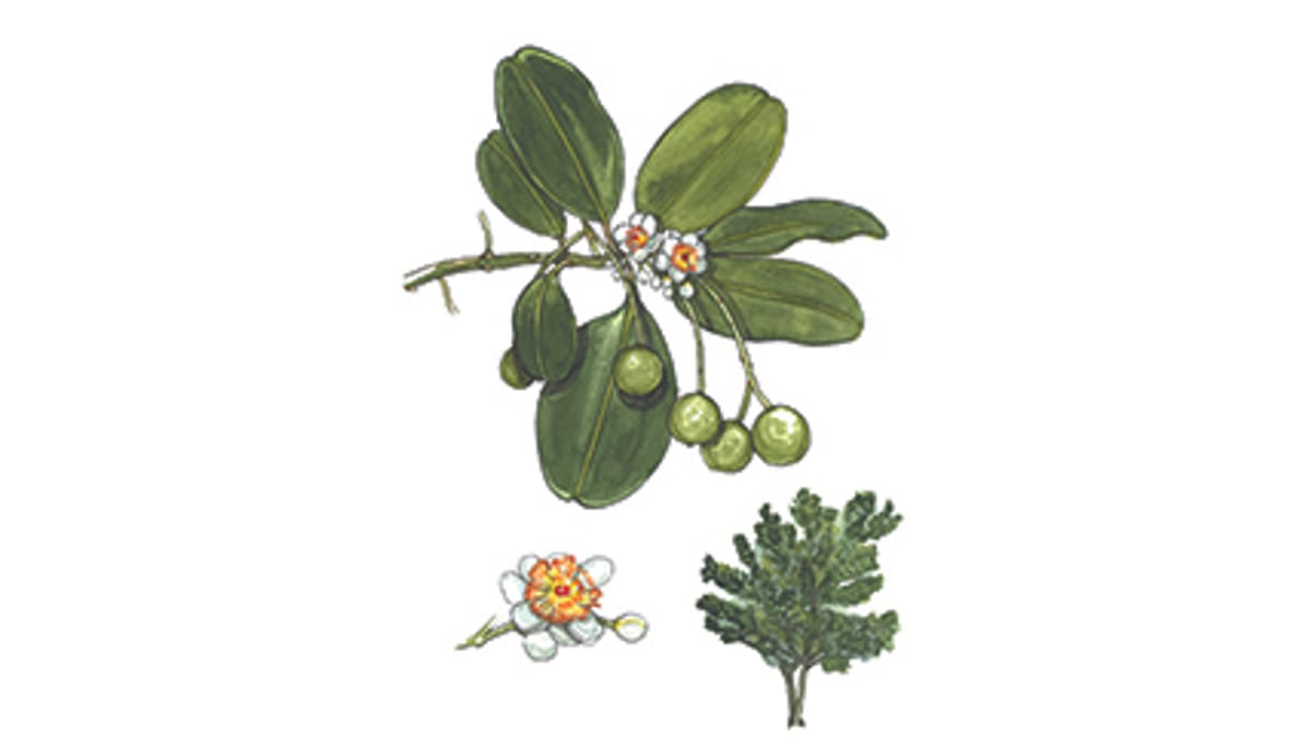 Illustration Indischer Lorbeer