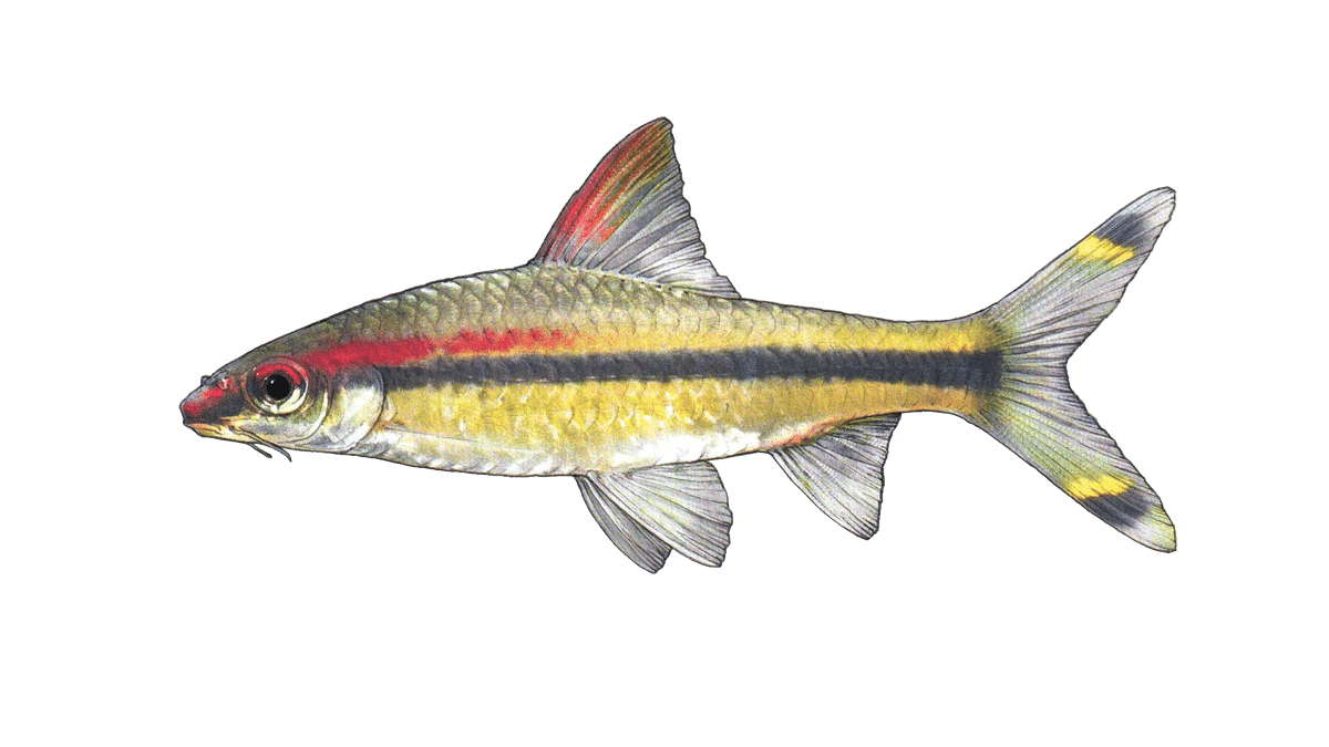 Denison barb