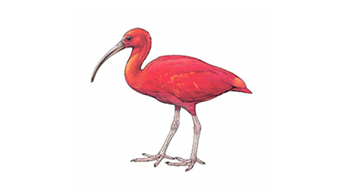 Illustration Roter Ibis