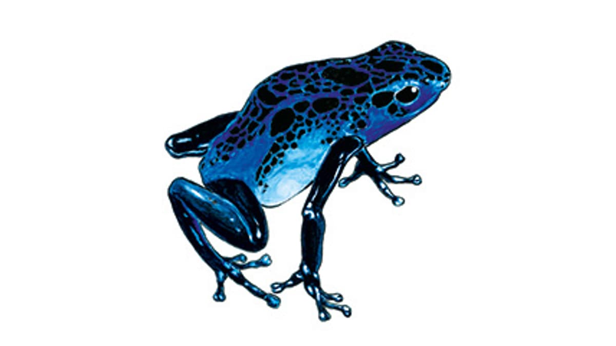 Blauer Pfeilgiftfrosch | Zoo Zürich