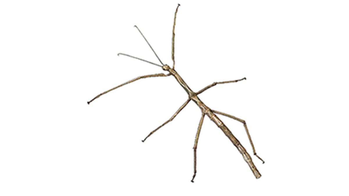 Illustration Javanische Riesenstabschrecke