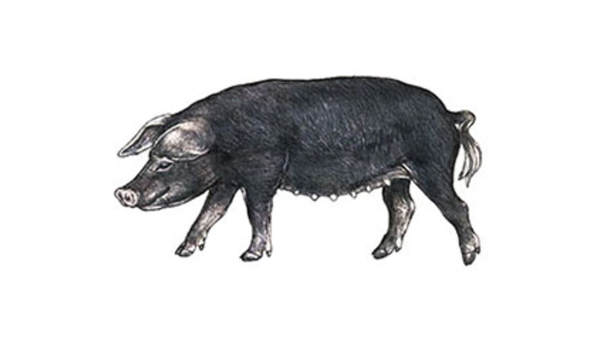 Illustration Schwarzes Alpenschwein