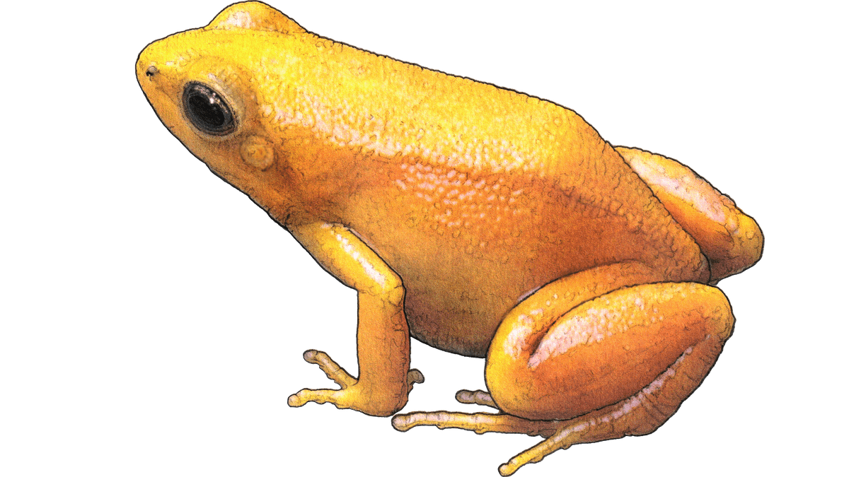 Illustration Goldfröschchen