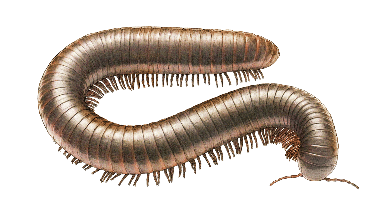 Illustration Seychellen-Riesentausenfüsser
