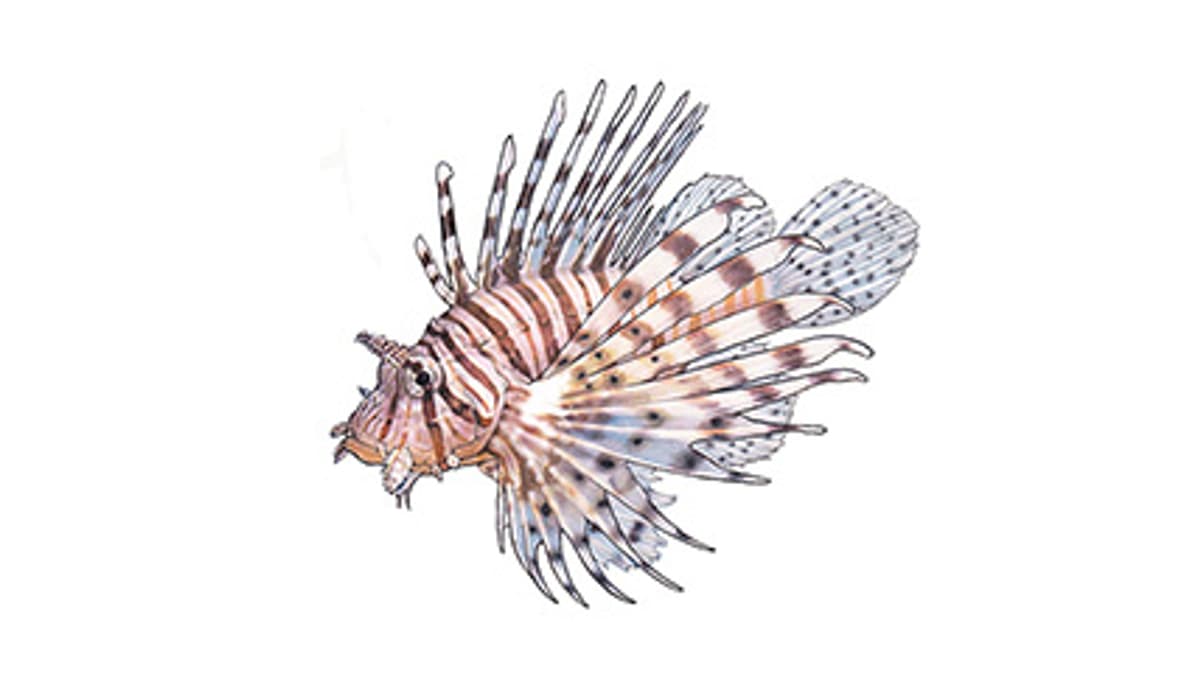 Illustration Rotfeuerfisch