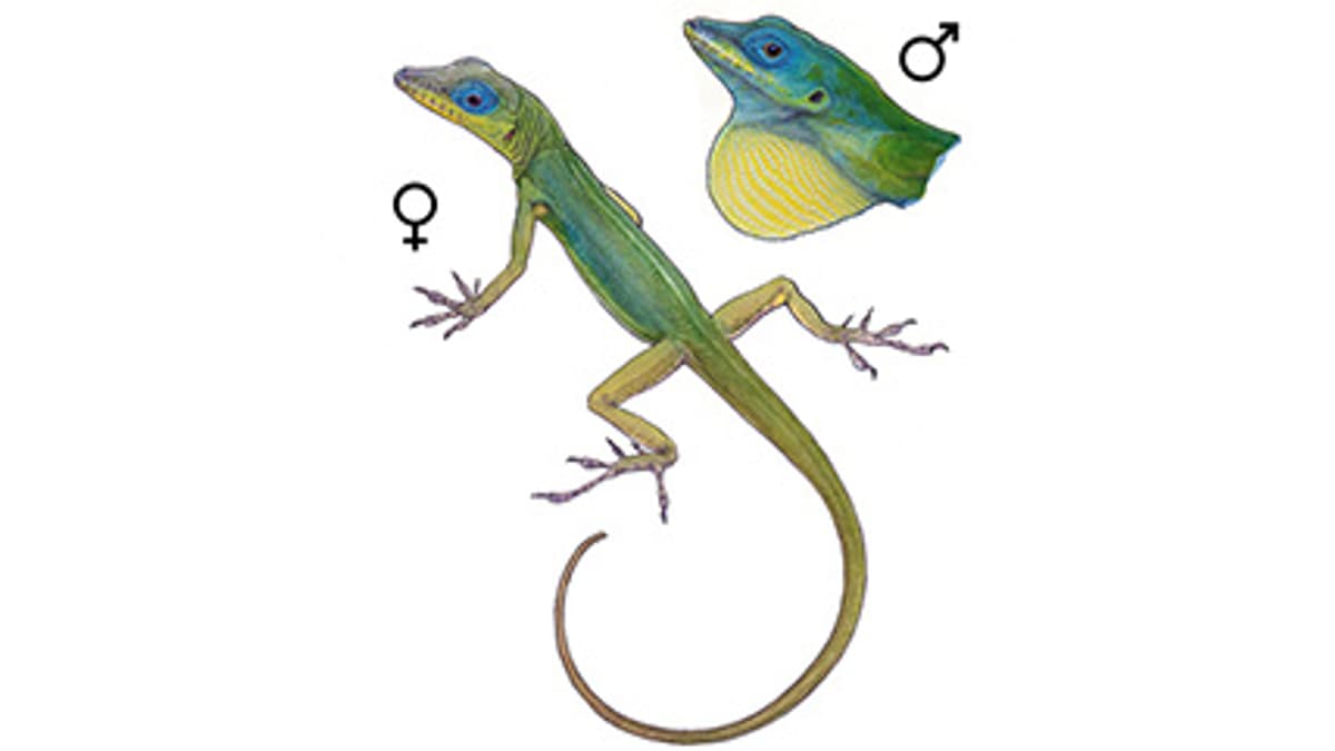 Illustration St.-Vincent-Anolis