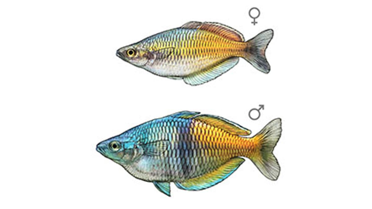 Illustration Harlekin-Regenbogenfisch