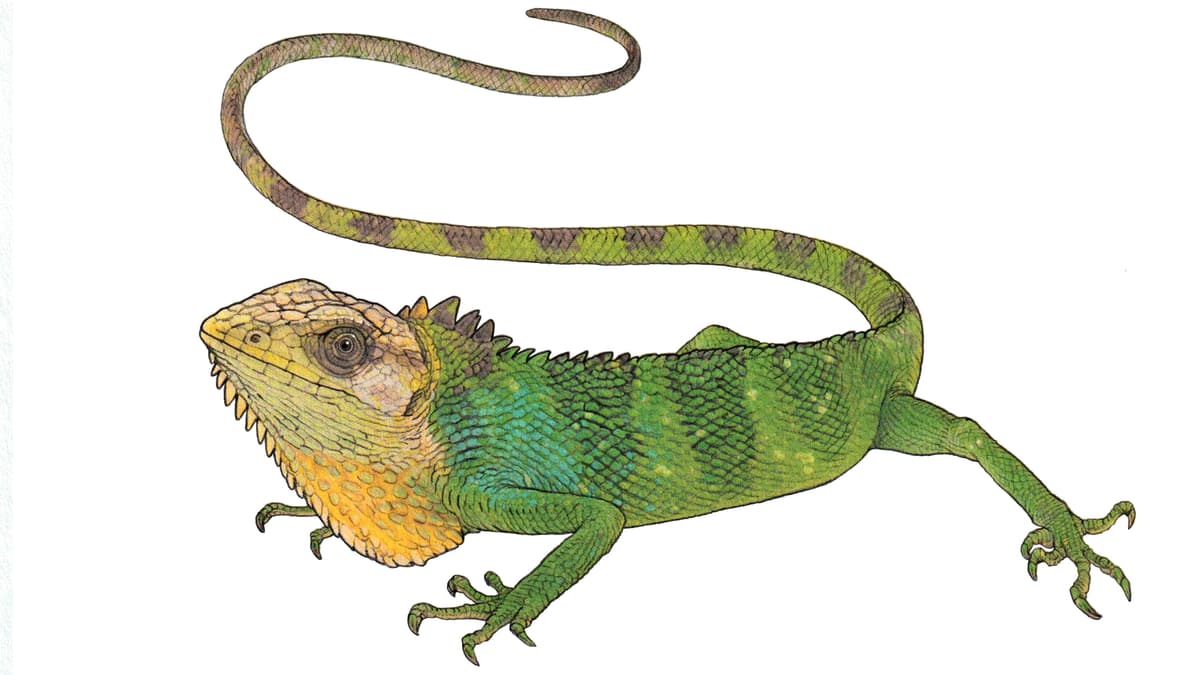 Peruanischer Buntleguan