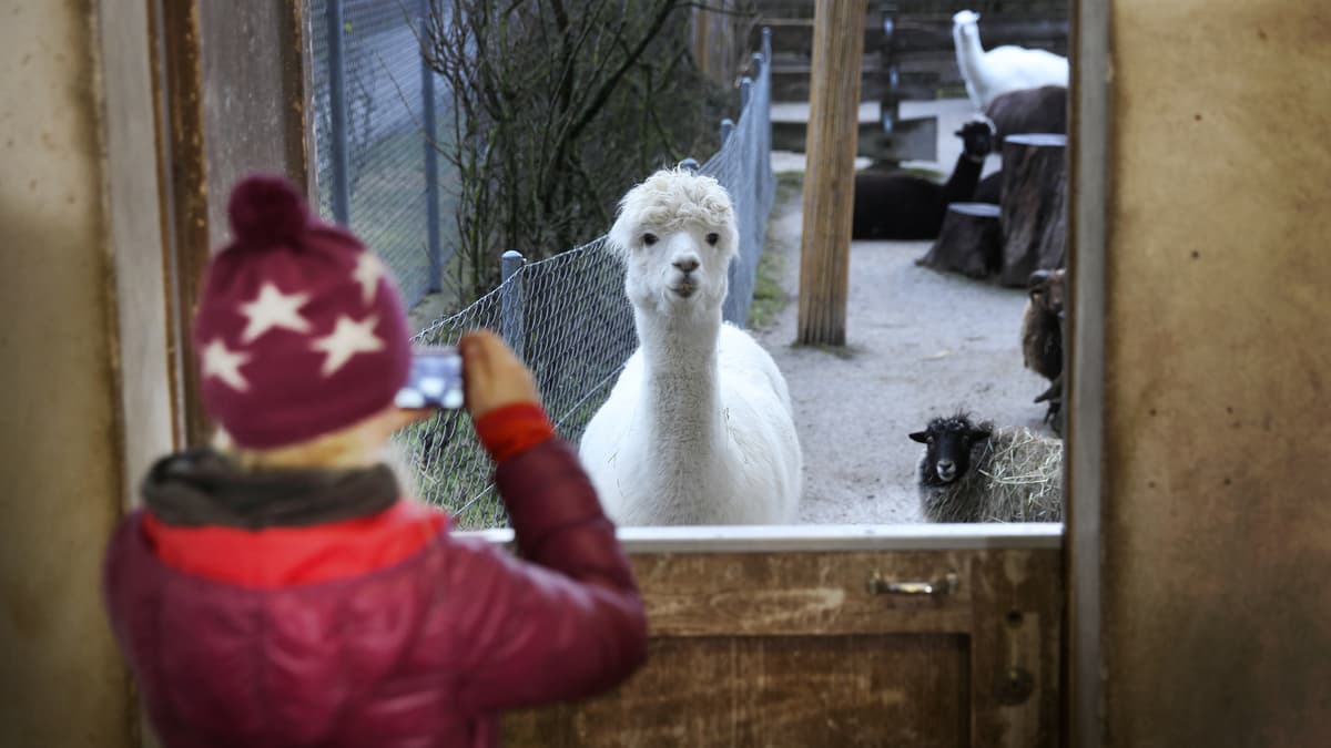Ferienangebote Für Kinder In Der Nähe Ferienangebote für Kinder | Zoo Zürich