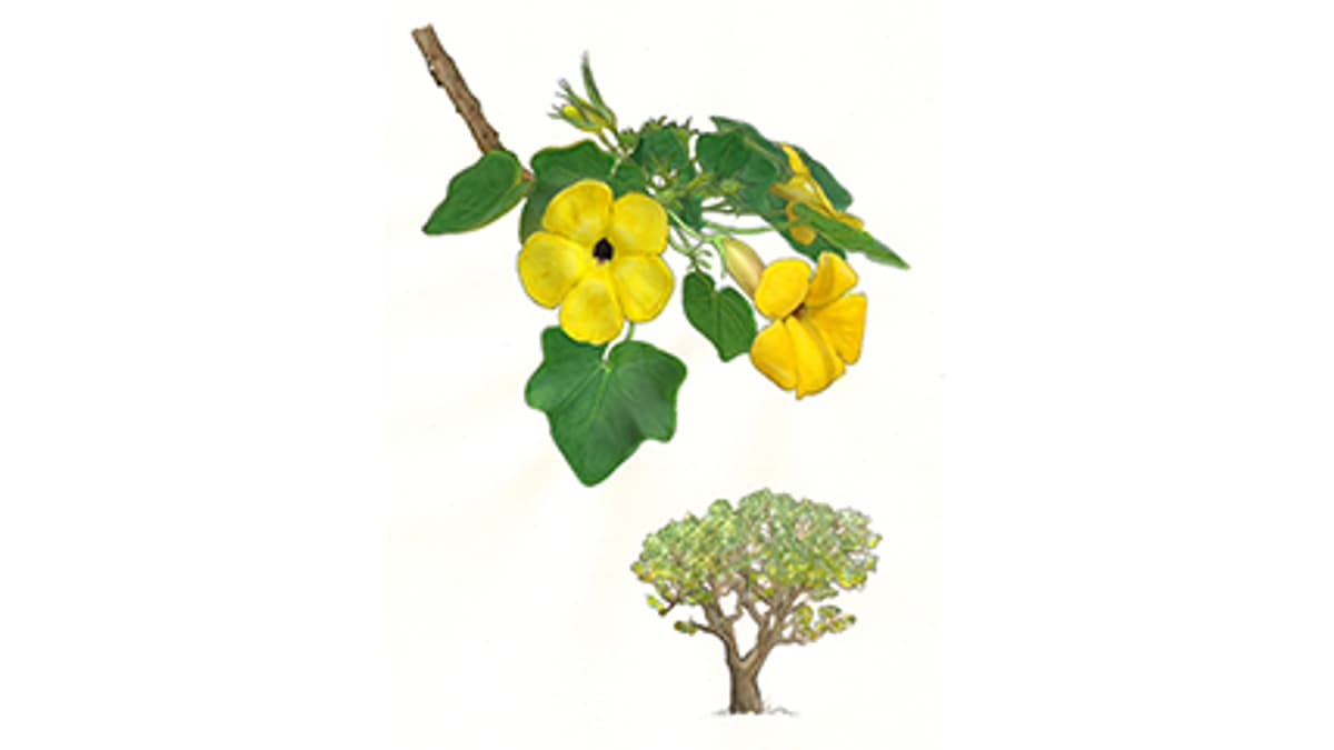 Uncarina