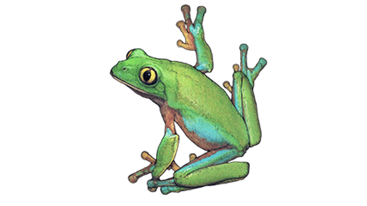 Illustration Blue-sided leaf frog