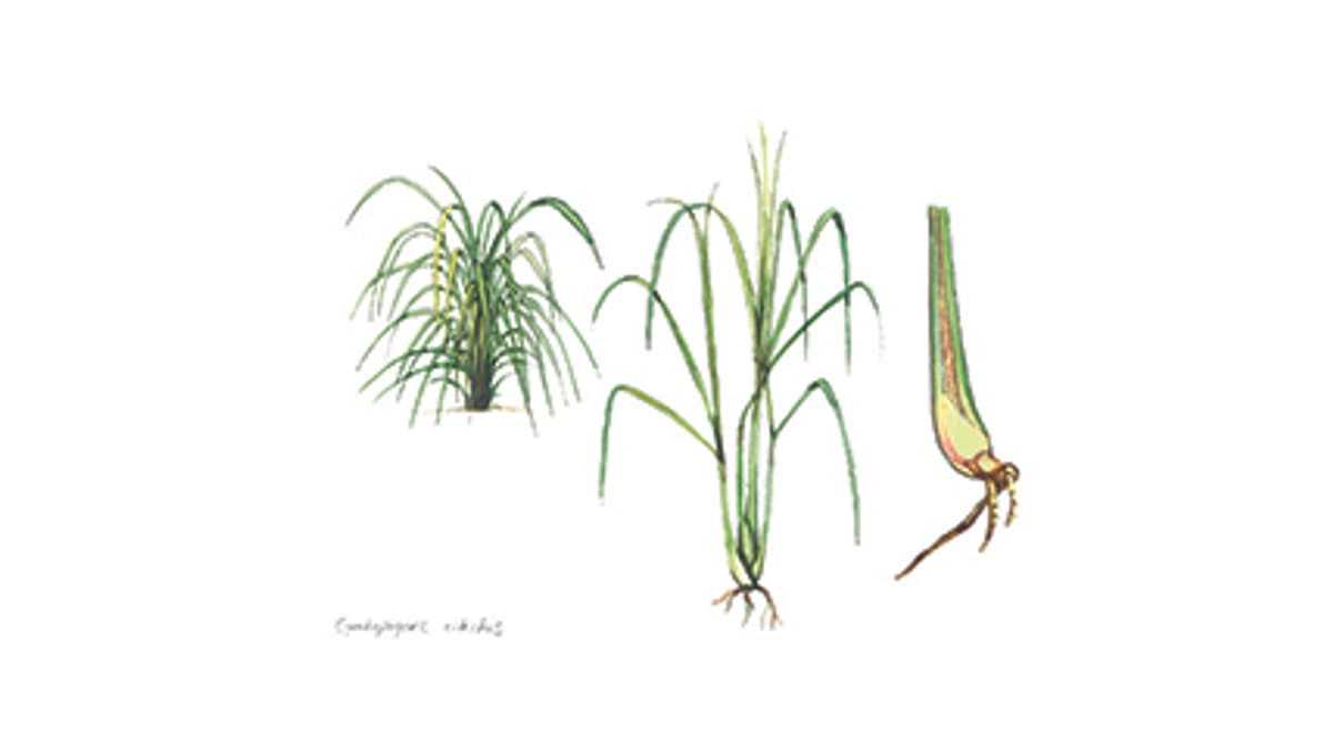 Illustration Westindisches Zitronengras