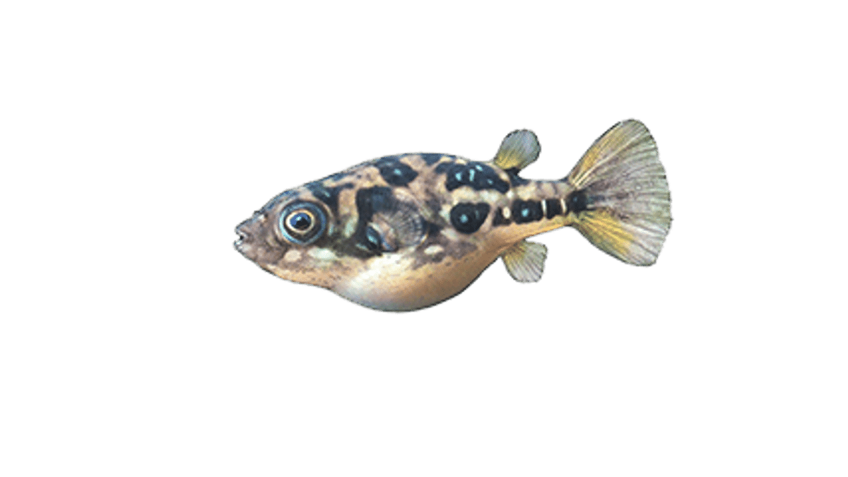 Illustration Dwarf pufferfish 