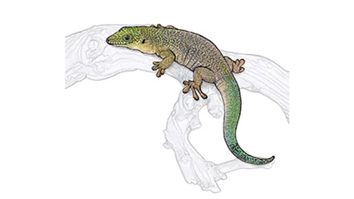 Querstreifen-Taggecko